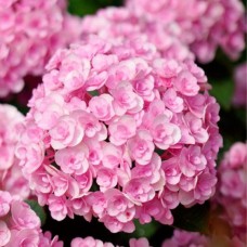 Гортензія крупнолистна "Розіта" С3  Hydrangea macrophylla Rosita